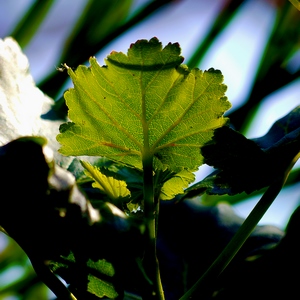 Feuille entre ombre et lumière - Belgique  - collection de photos clin d'oeil, catégorie plantes